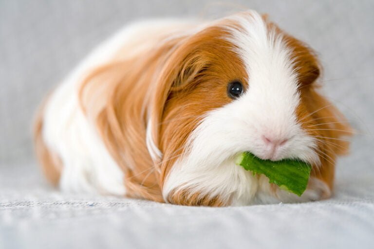 Guinea pig Facts, FAQs, Behaviour, Habitat and Conservation