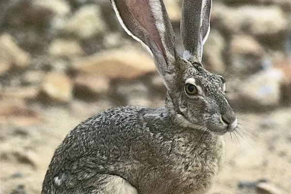 Hare Facts