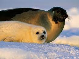 Harp seal Facts