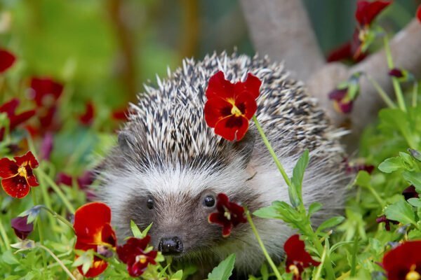 Hedgehog Facts