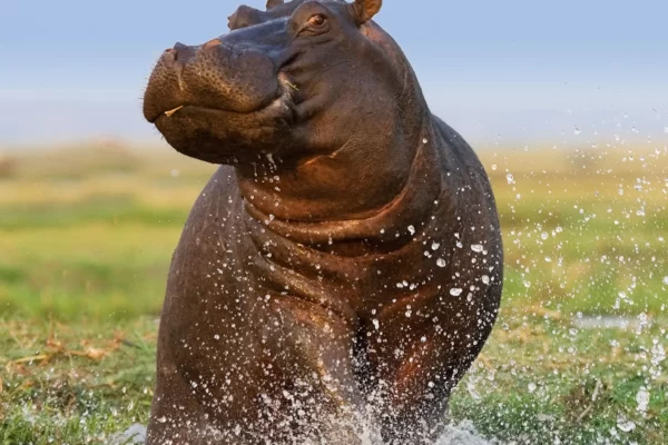 Hippopotamus Facts