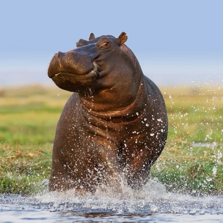 Hippopotamus Facts, FAQs, Behaviour, Habitat and Conservation