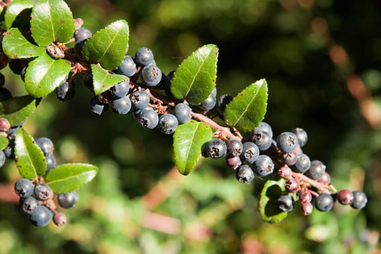 Huckleberry Fruit Facts,FAQs, Behaviour, Habitat, Conservation and more