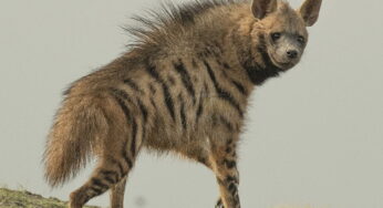 Hyena Facts, FAQs, Behaviour, Habitat and Conservation