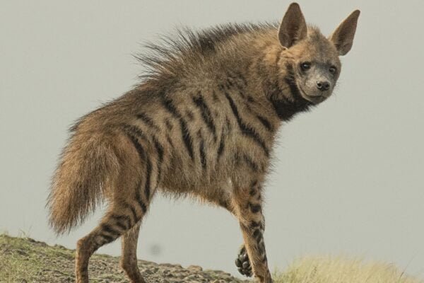 Hyena Facts