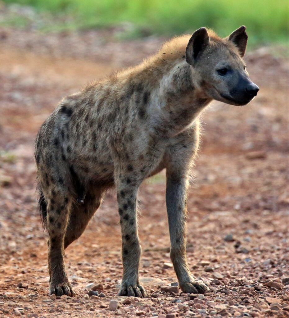 Hyena Facts