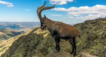 Ibex Facts, FAQs, Behaviour, Habitat and Conservation