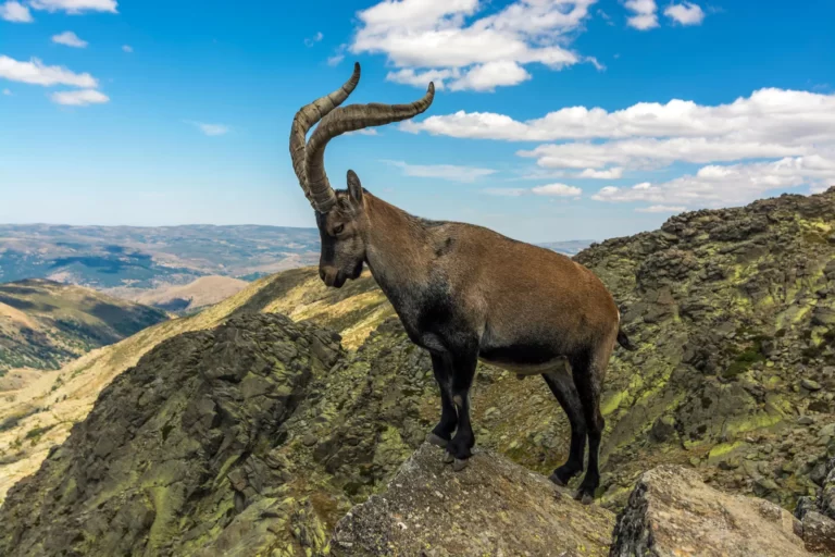 Ibex Facts, FAQs, Behaviour, Habitat and Conservation