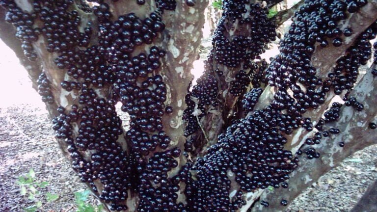Jabuticaba Fruit Facts,FAQs, Behaviour, Habitat, Conservation and more