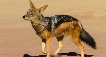 Jackal Facts, FAQs, Behaviour, Habitat and Conservation