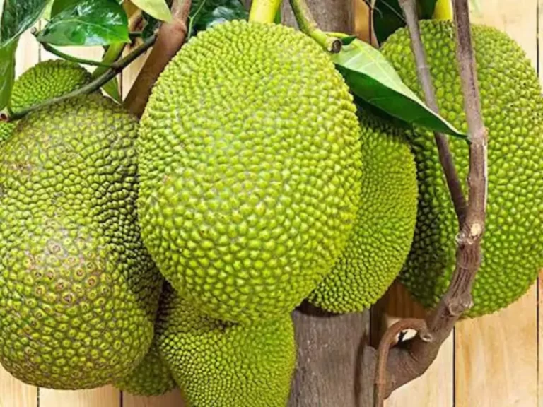 Jackfruit Fruit Facts,FAQs, Behaviour, Habitat, Conservation and more