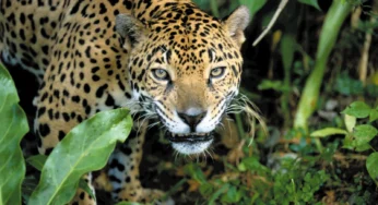 Jaguar Facts, FAQs, Behaviour, Habitat and Conservation