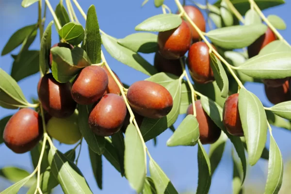 Jujube Fruit Facts