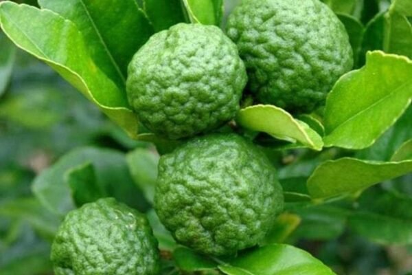 Kaffir lime Fruit Facts