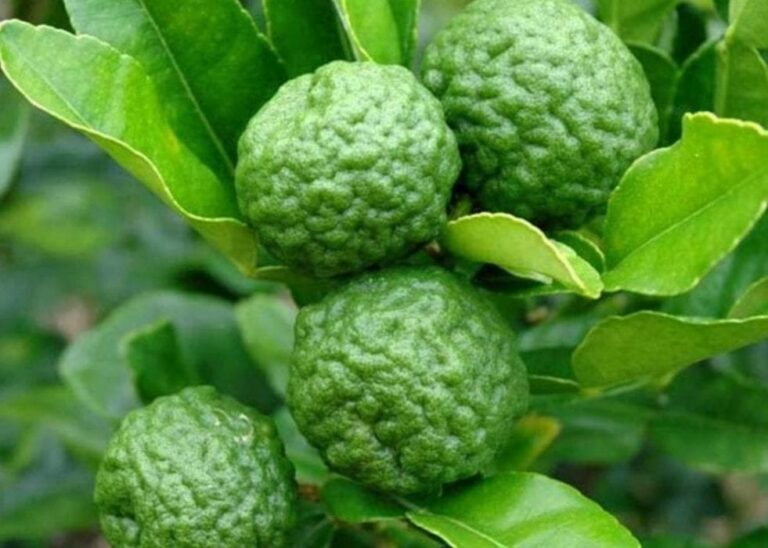 Kaffir lime Fruit Facts,FAQs, Behaviour, Habitat, Conservation and more