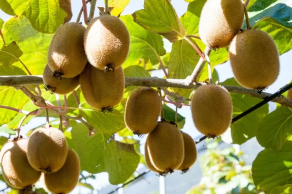 Kiwifruit Facts