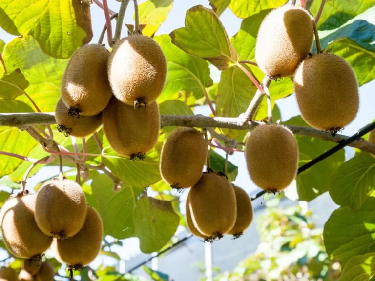 Kiwifruit Fruit Facts,FAQs, Behaviour, Habitat, Conservation and more