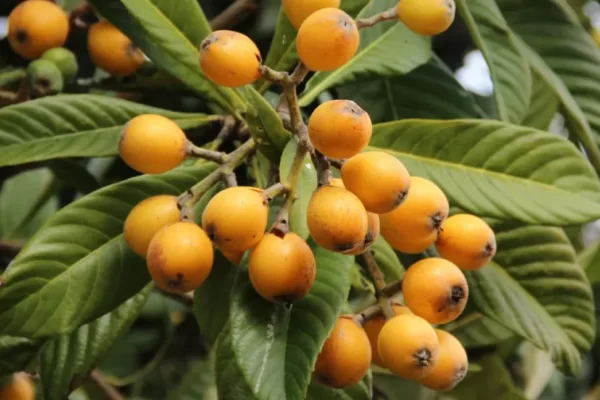 Loquat Fruit Facts