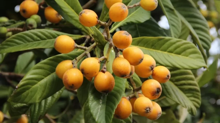 Loquat Fruit Facts,FAQs, Behaviour, Habitat, Conservation and more