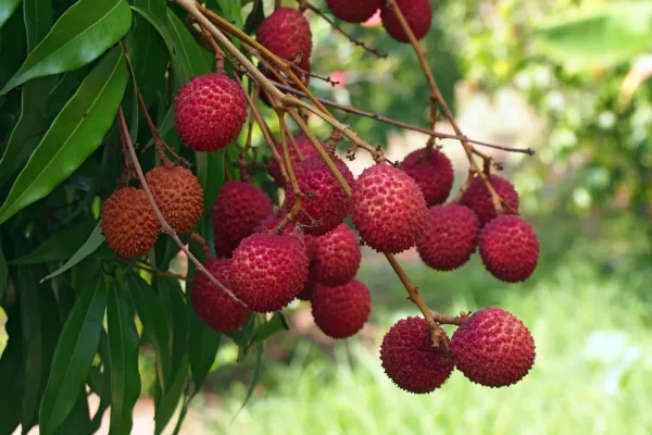 Lychee Fruit Facts