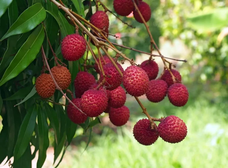 Lychee Fruit Facts,FAQs, Behaviour, Habitat, Conservation and more