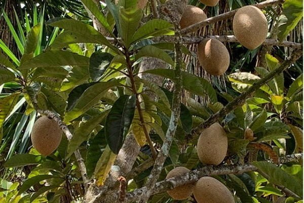 Mamey sapote Fruit Facts