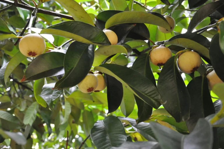 Mangosteen Fruit Facts ,FAQs, Behaviour, Habitat, Conservation and more