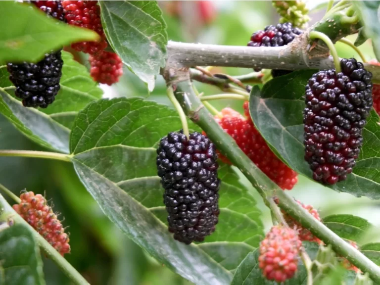 Mulberry Fruit Facts,FAQs, Behaviour, Habitat, Conservation and more