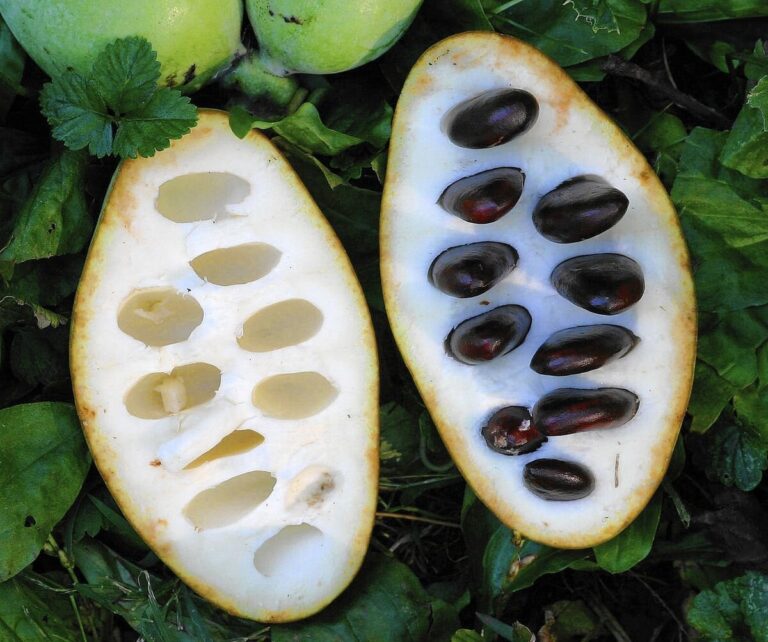 Pawpaw Fruit Facts,FAQs, Behaviour, Habitat, Conservation and more