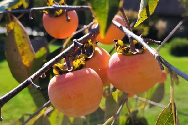 Persimmon Fruit Facts