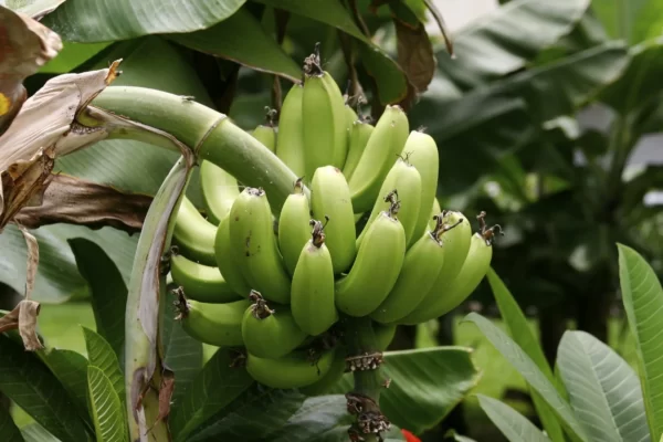 Plantain Fruit Facts