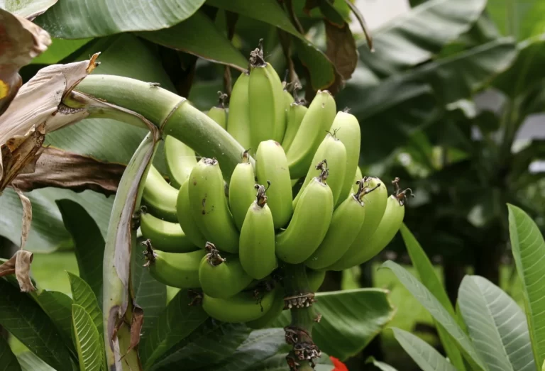 Plantain Fruit Facts,FAQs, Behaviour, Habitat, Conservation and more