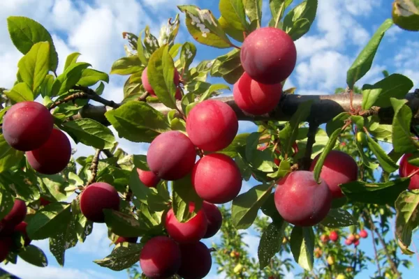 Plum Fruit Facts