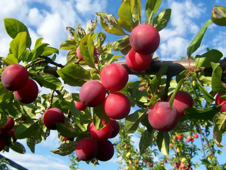 Plum Fruit Facts,FAQs, Behaviour, Habitat, Conservation and more