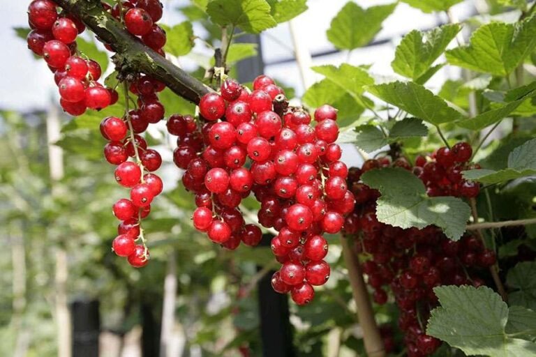 Redcurrant Fruit Facts,FAQs, Behaviour, Habitat, Conservation and more