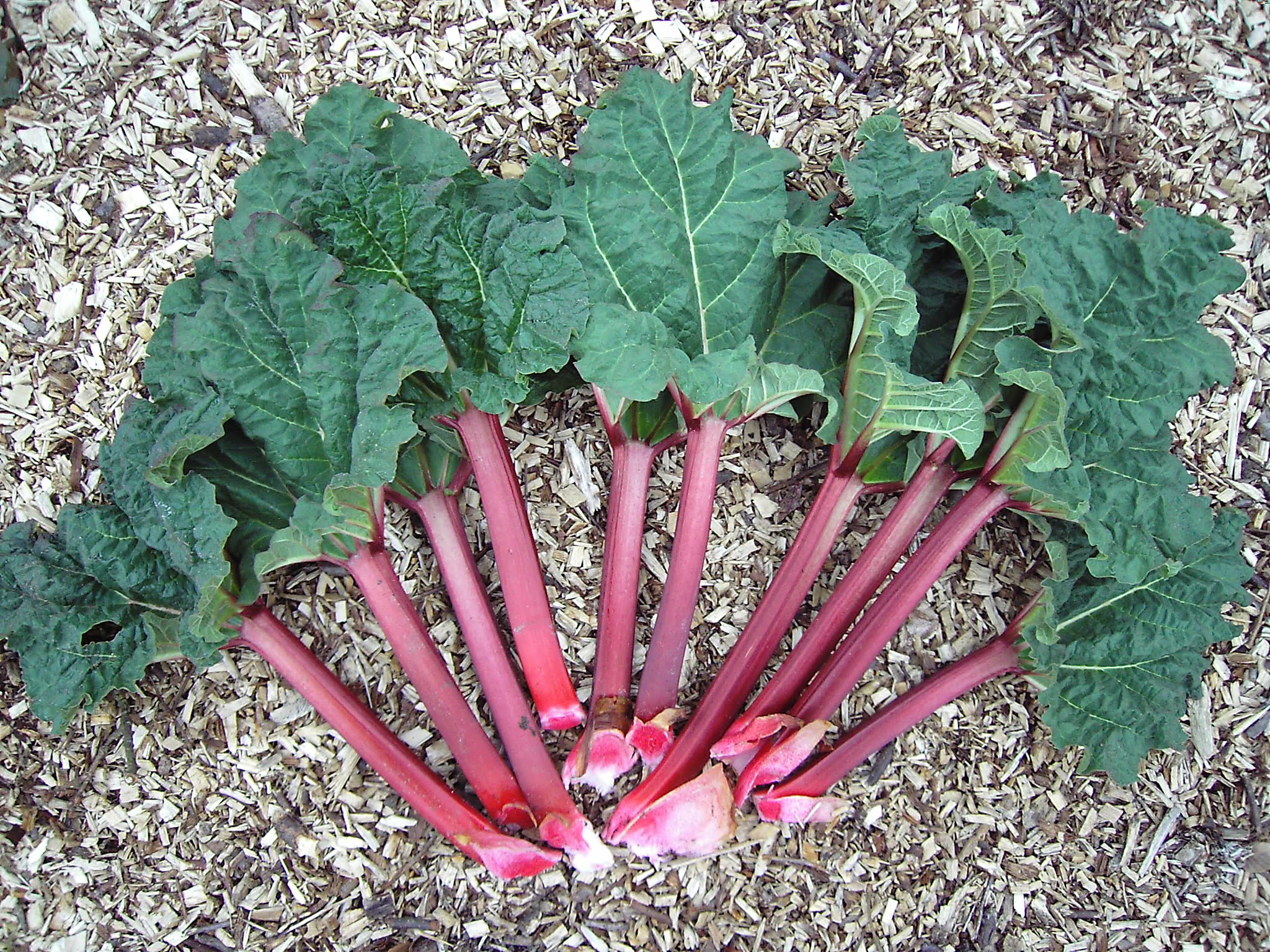 Rhubarb Fruit Facts