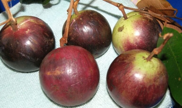 Star apple Fruit Facts,FAQs, Behaviour, Habitat, Conservation and more