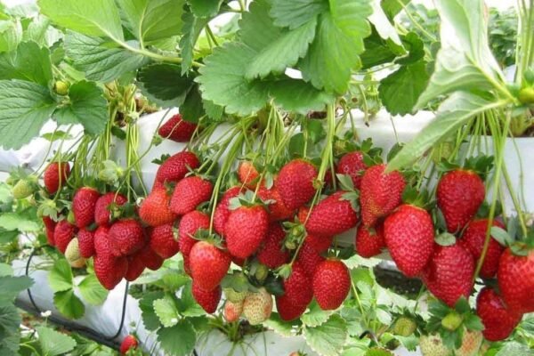 Strawberry Fruit Facts