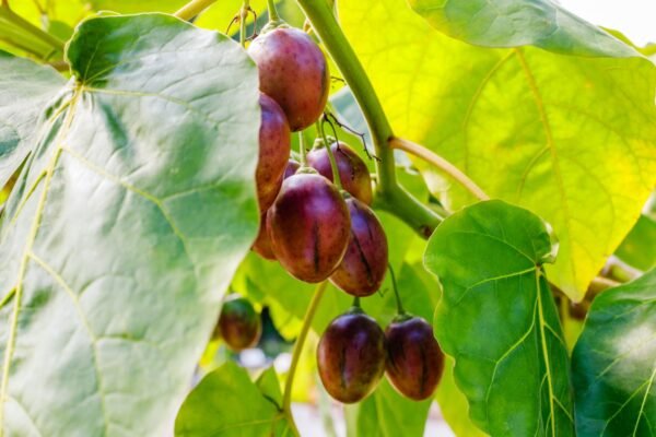 Tamarillo Fruit Facts