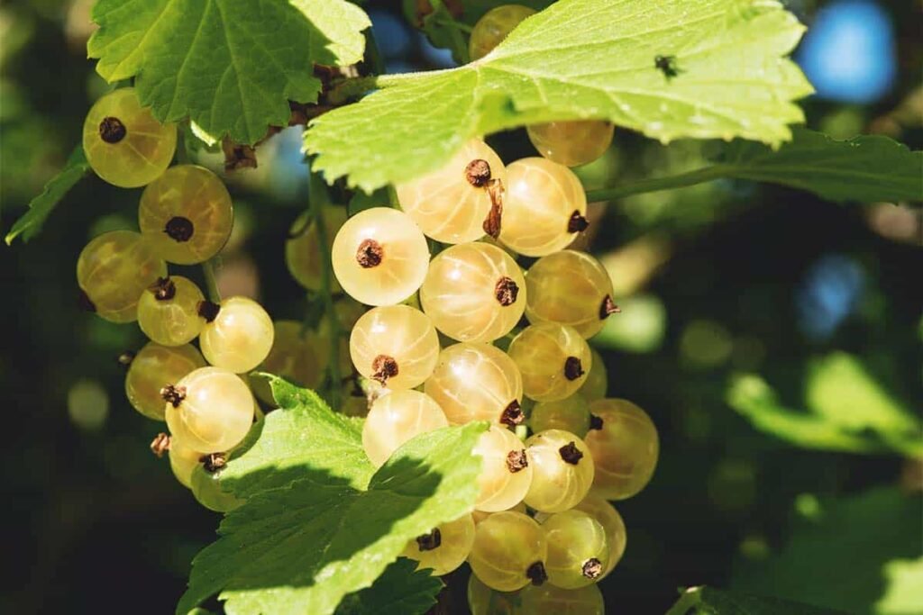 White currant Fruit Facts