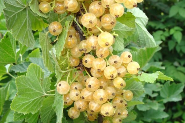 White currant Fruit Facts