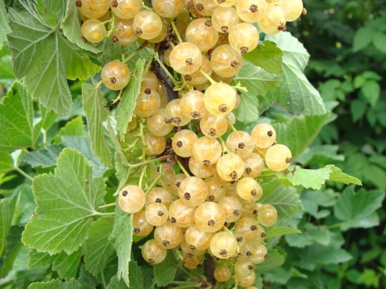 White currant Fruit Facts,FAQs, Behaviour, Habitat, Conservation and more