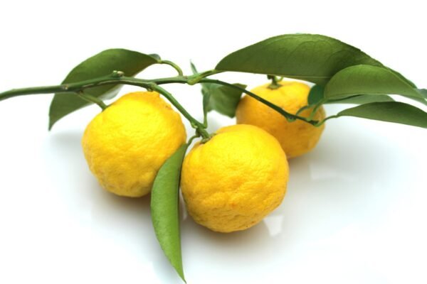 Yuzu Fruit Facts