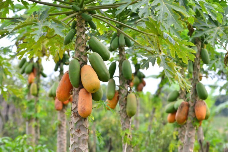 Papaya Fruit Facts ,FAQs, Behaviour, Habitat, Conservation and more