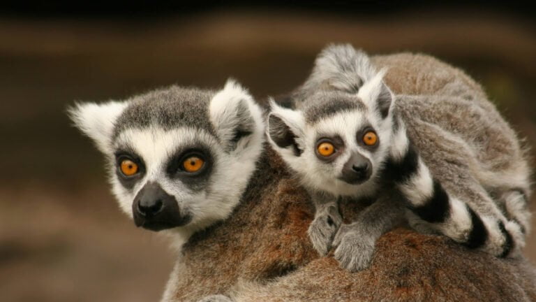 Lemur Facts, FAQs, Behaviour, Habitat and Conservation