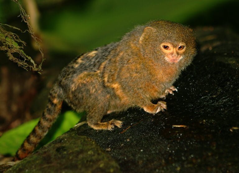 Marmoset Facts, FAQs, Behaviour, Habitat and Conservation