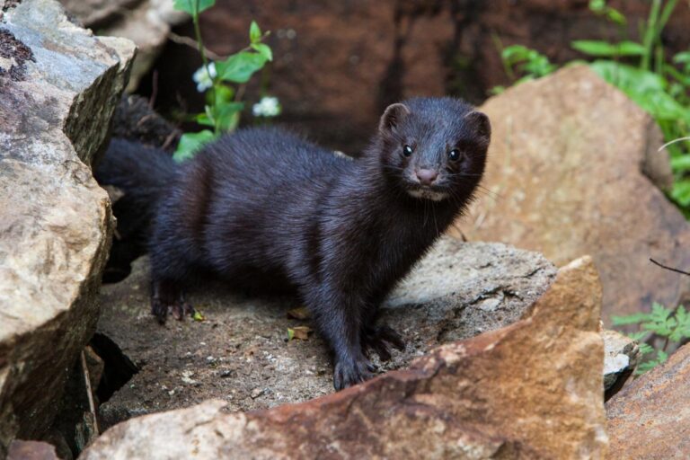 Mink Facts, FAQs, Behaviour, Habitat and Conservation