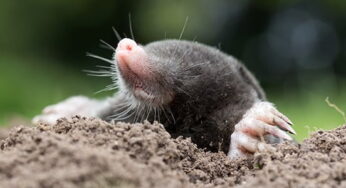 Mole Facts, FAQs, Behaviour, Habitat and Conservation