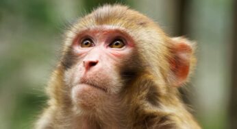 Monkey Facts, FAQs, Behaviour, Habitat and Conservation