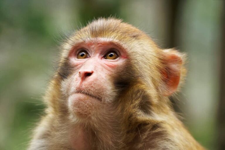 Monkey Facts, FAQs, Behaviour, Habitat and Conservation